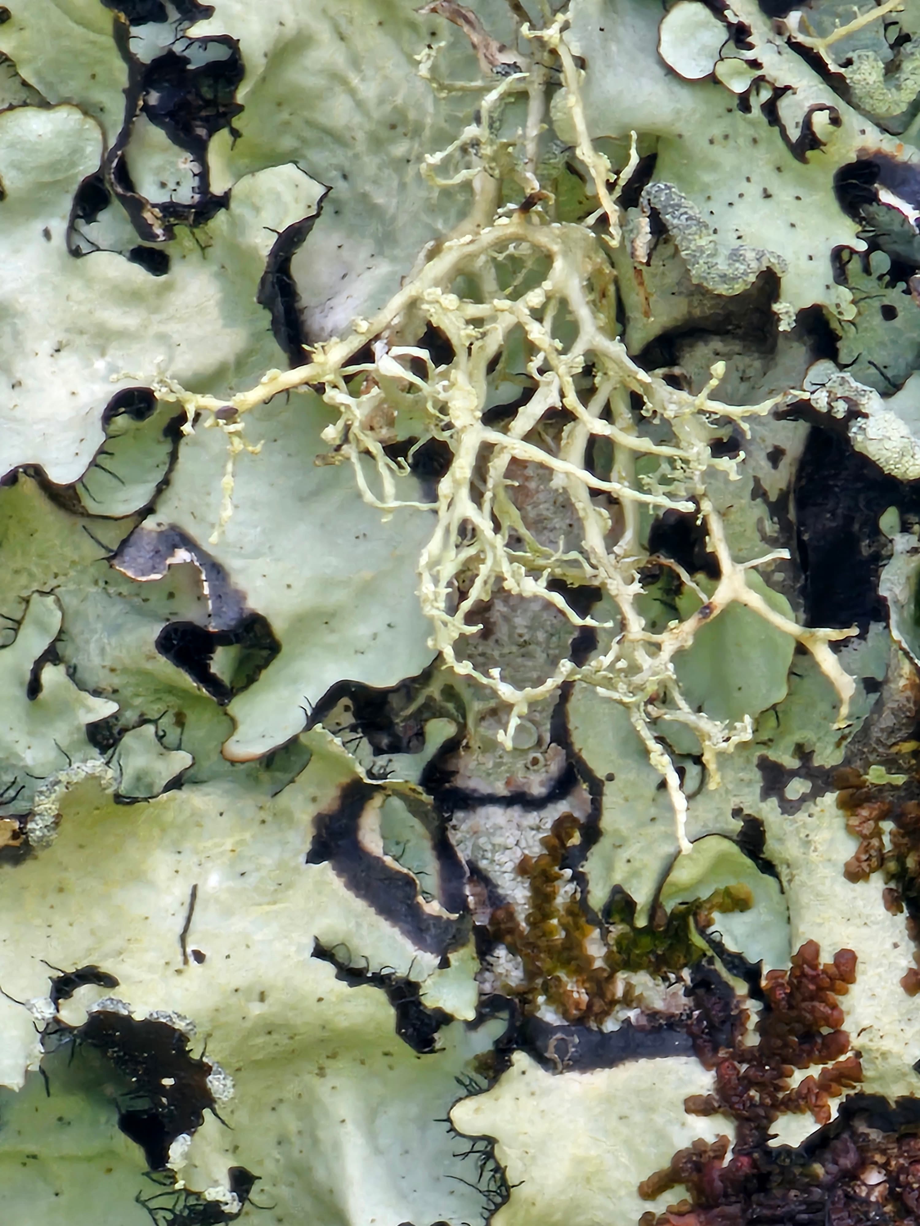 Lichen foliacé gris-vert et lichen fruticuleux ramifié, photo prise aux Açores