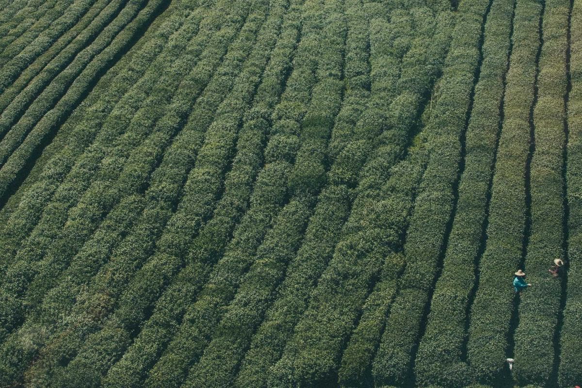 Racines et rhizomes dans la terre